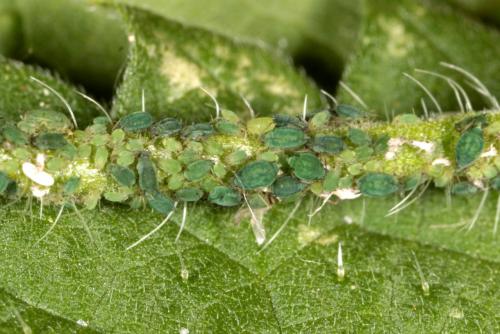 Aphis confusa